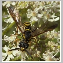 Tenthredo vespa - Blattwespe m06.jpg